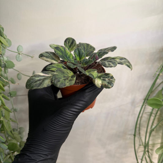 Saintpaulia 'Marble Variegata' 8cm - #2