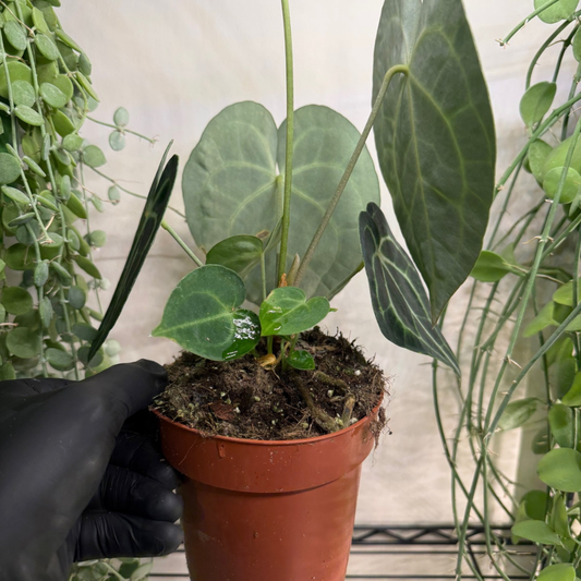 Anthurium clarinervium 12cm - #6