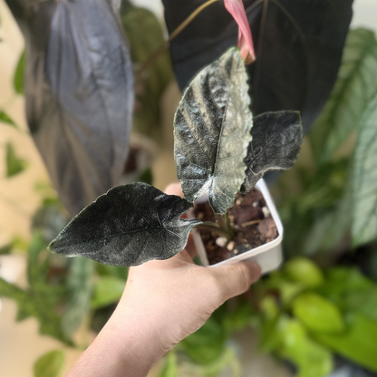 Alocasia 'Antoro Velvet'