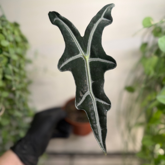 Alocasia sanderiana 'Nobilis' 10.5cm - #1