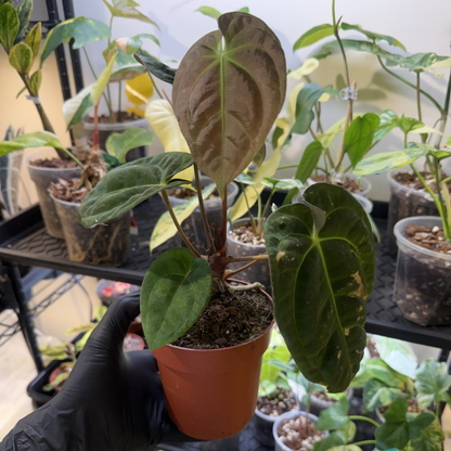 Anthurium 'Dark Phoenix'