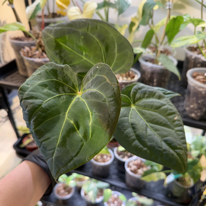 Anthurium 'Dark Phoenix'