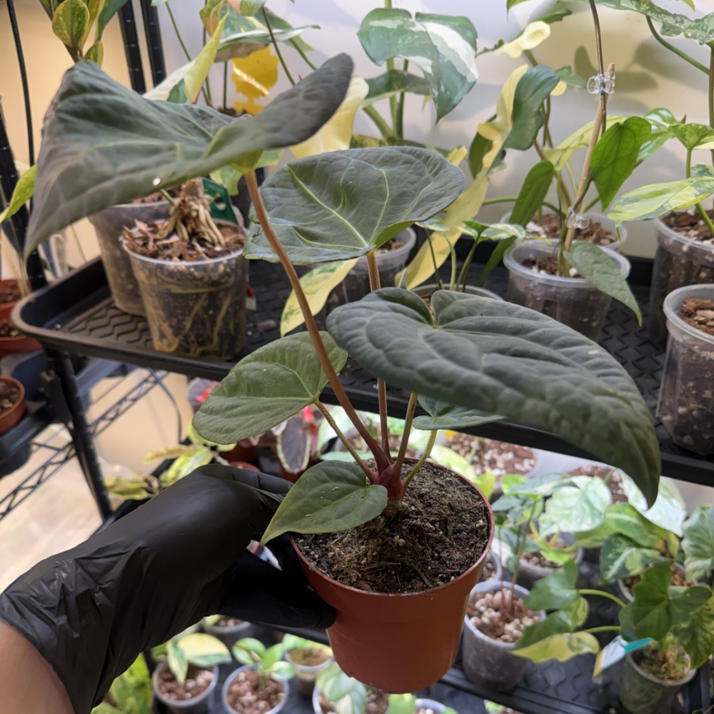 Anthurium 'Dark Phoenix'