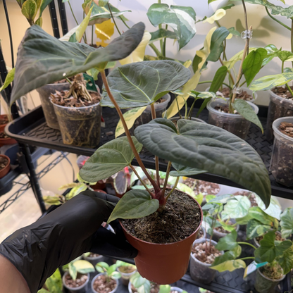 Anthurium 'Dark Phoenix'