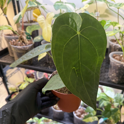 Anthurium 'Dark Phoenix'