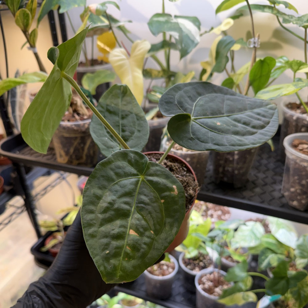 Anthurium 'Dark Phoenix'