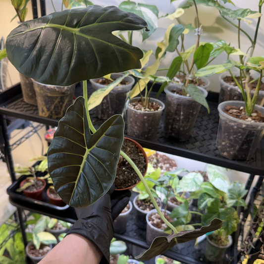Alocasia 'Golden Bone'
