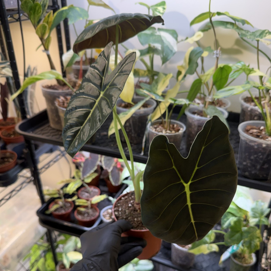 Alocasia 'Golden Bone'