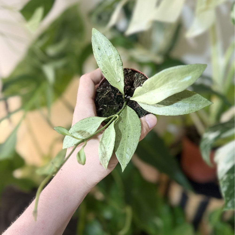 Hoya nicholsoniae 'New Guinea Ghost' (NGG)