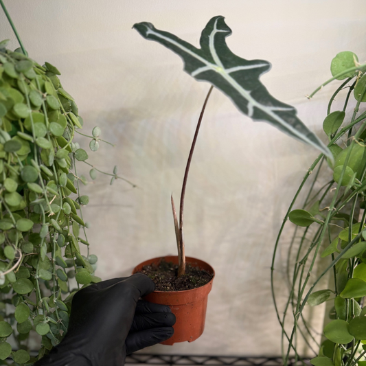 Alocasia sanderiana 'Nobilis' 10.5cm - #1