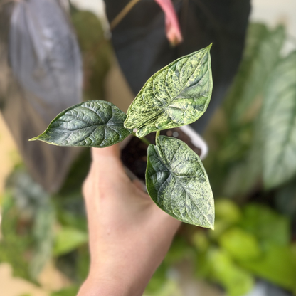 Alocasia 'Dragon Scale Mint Variegated'