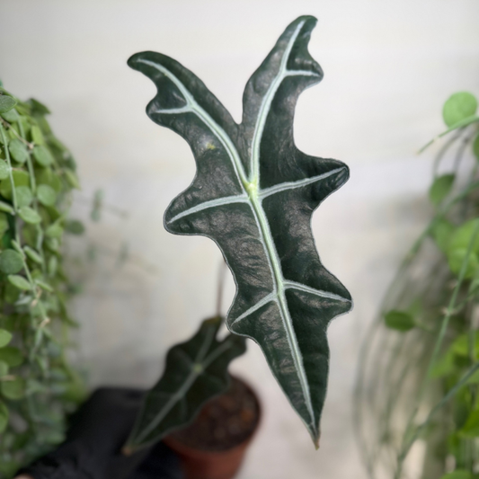 Alocasia sanderiana 'Nobilis' 10.5cm - #2