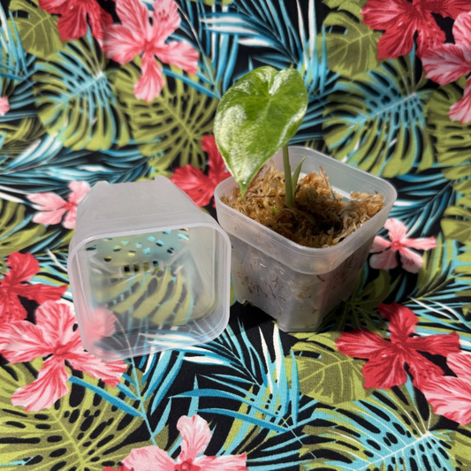 5cm Square Propagation Pot