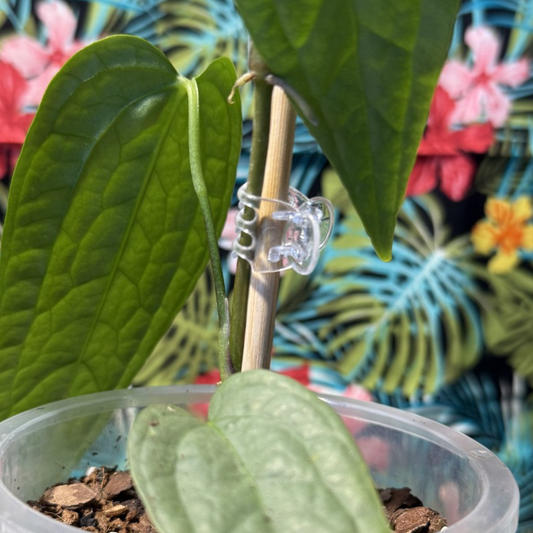 Plant Support Clips 10pk