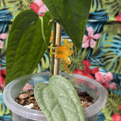 Dragonfly Plant Support Clips 10pk