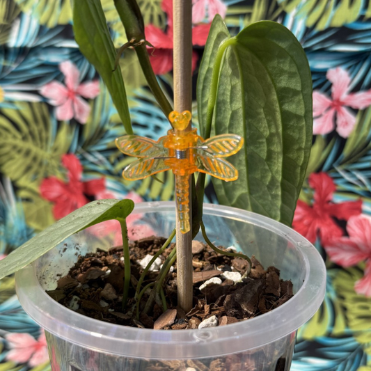 Dragonfly Plant Support Clips 10pk