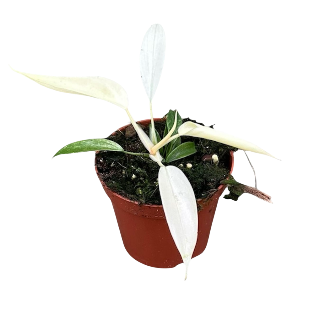 Philodendron 'Florida Ghost'