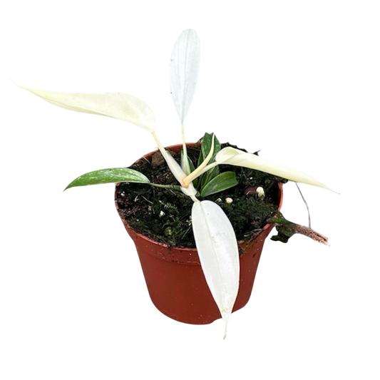Philodendron 'Florida Ghost'
