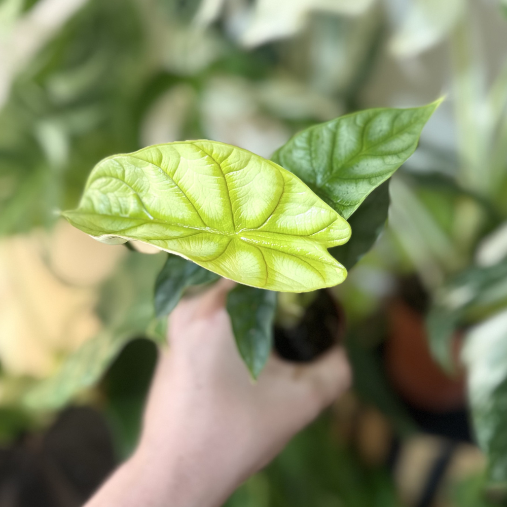 Alocasia 'Golden Dragon'