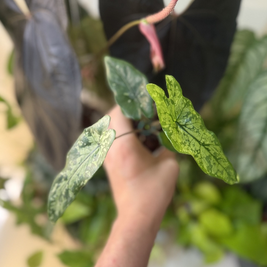 Alocasia boyceana 'Shattered Glass'