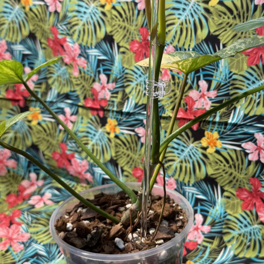 40cm Plant Support Stakes 2pk