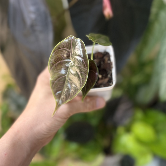 Alocasia azlanii