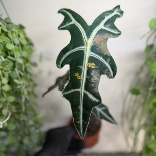 Alocasia sanderiana 'Nobilis' 10.5cm - #3