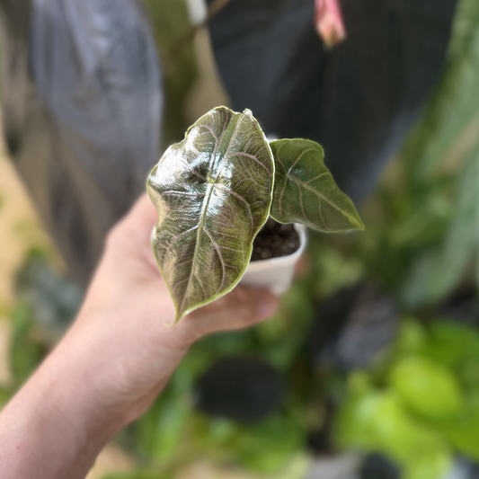 Alocasia azlanii