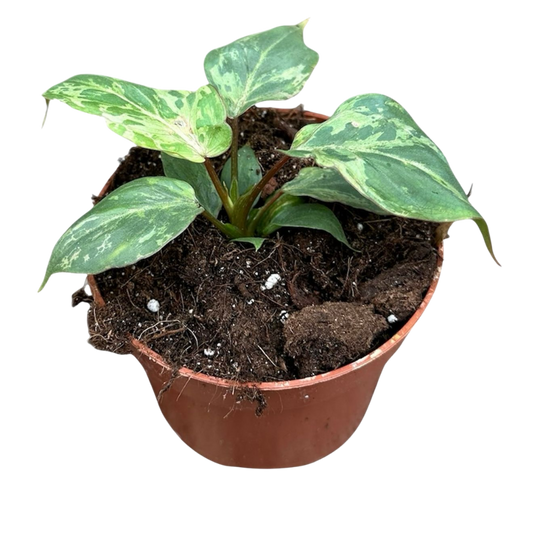 Philodendron gloriosum 'Snow Leopard'