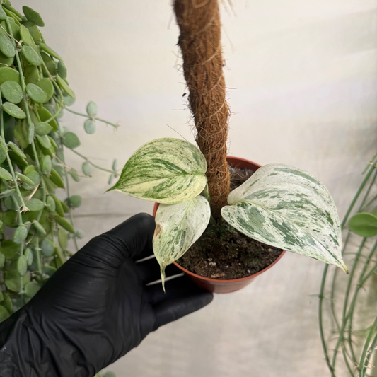 Epipremnum pinnatum 'Cebu Blue Variegata' 10.5cm - #1