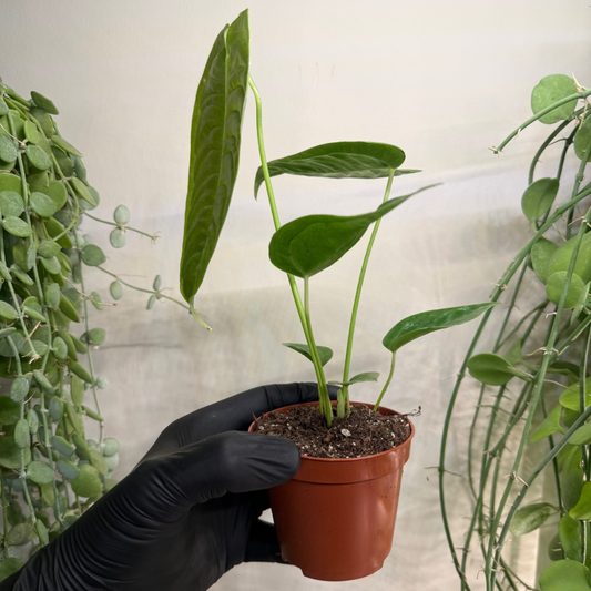 Anthurium veitchii 'Narrow' 8cm - #1