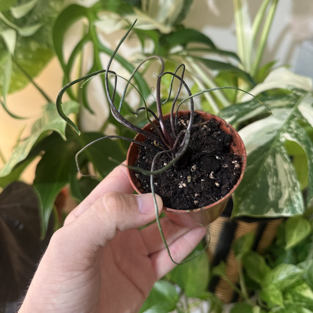 Alocasia plumbea ‘Flying Squid’