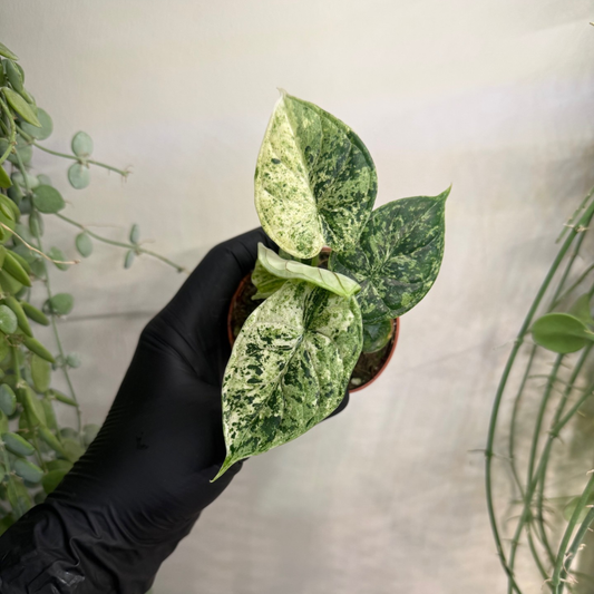 Alocasia 'Dragon Scale Mint Variegata' 8cm - #1