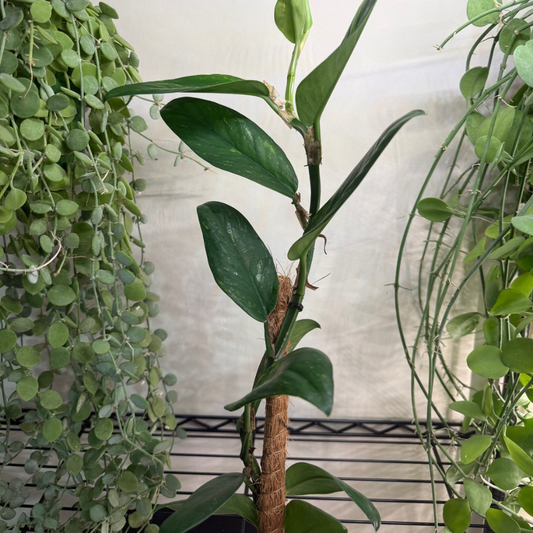 Rhaphidophora elliptica 'Aurea Variegata' 10.5cm - #1