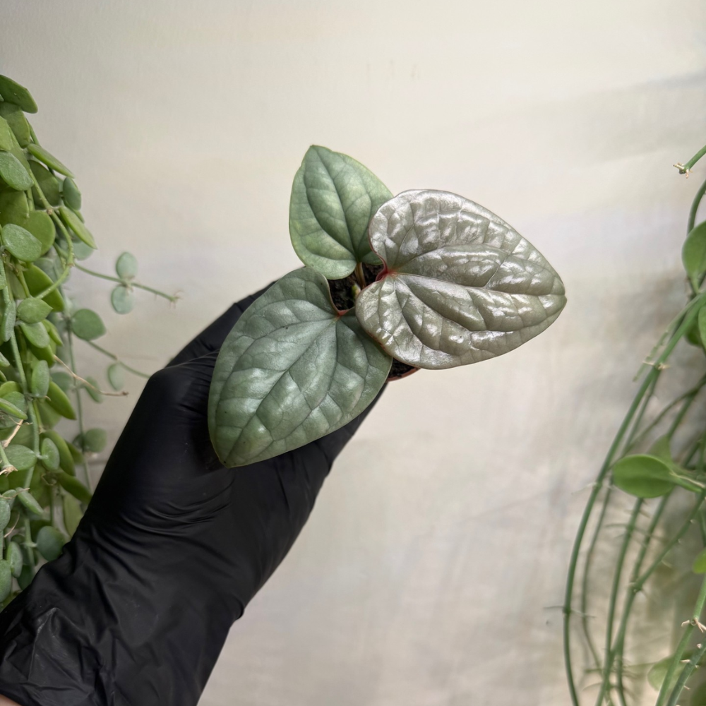 Anthurium luxurians 6cm