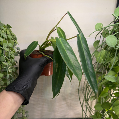 Philodendron spiritus-sancti 10.5cm - #1