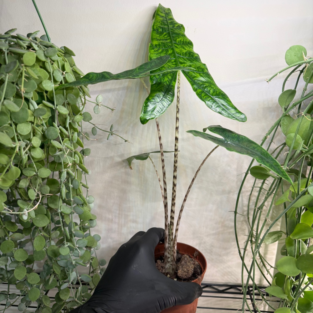 Alocasia zebrina 'Reticulata' 10.5cm - #1