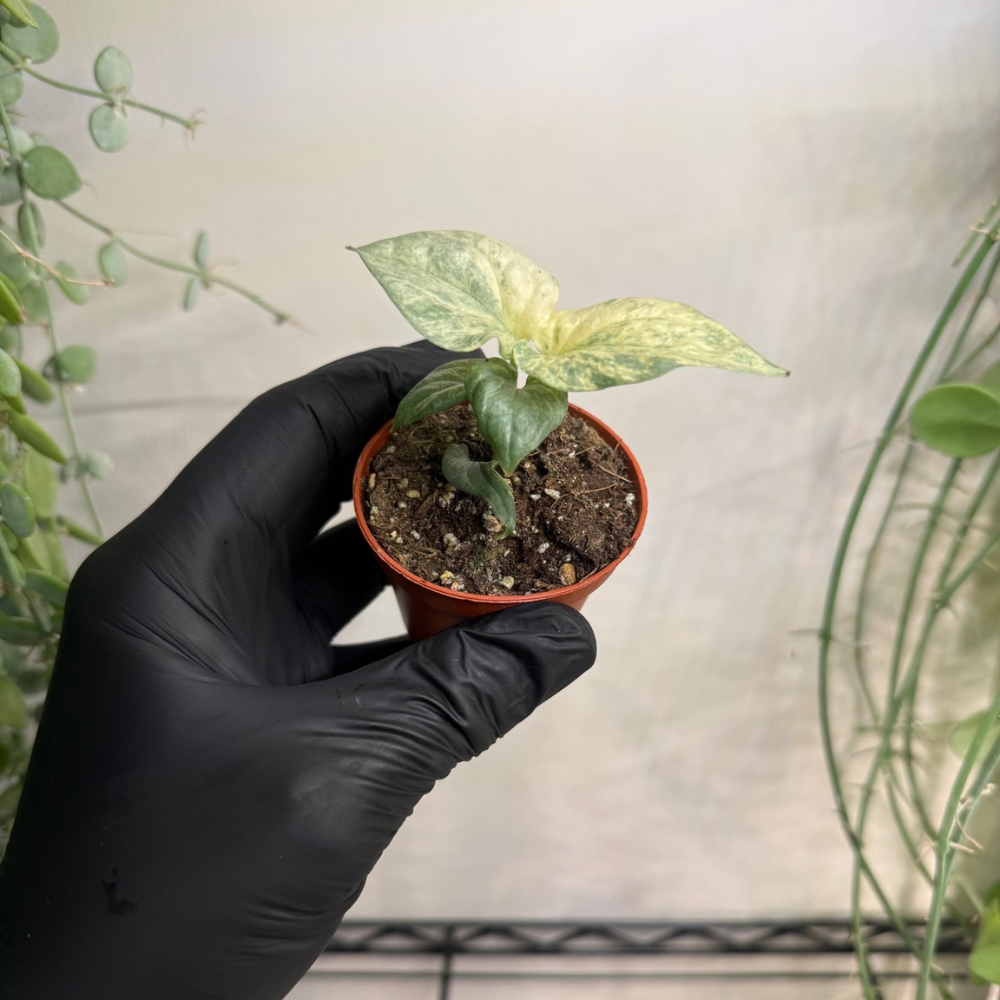 Amydrium medium 'Silver Variegata' 6cm - #1