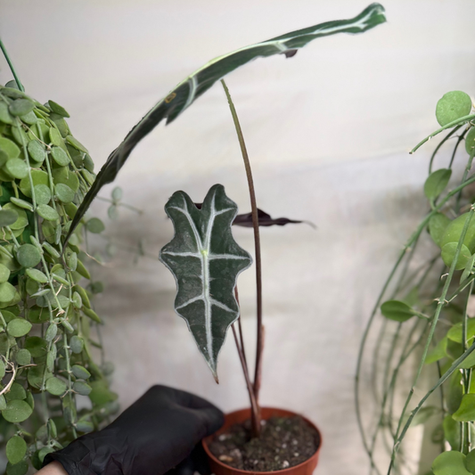 Alocasia sanderiana 'Nobilis' 10.5cm - #3