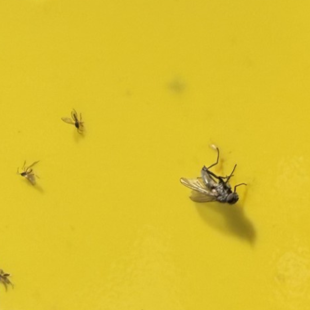Fungus Gnat Sticky Trap