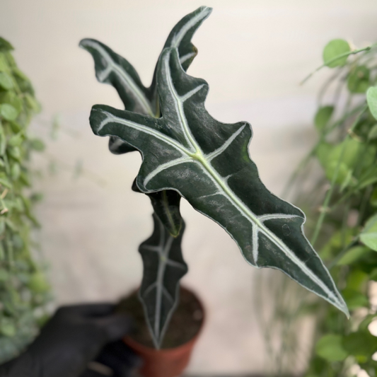 Alocasia sanderiana 'Nobilis' 10.5cm - #4