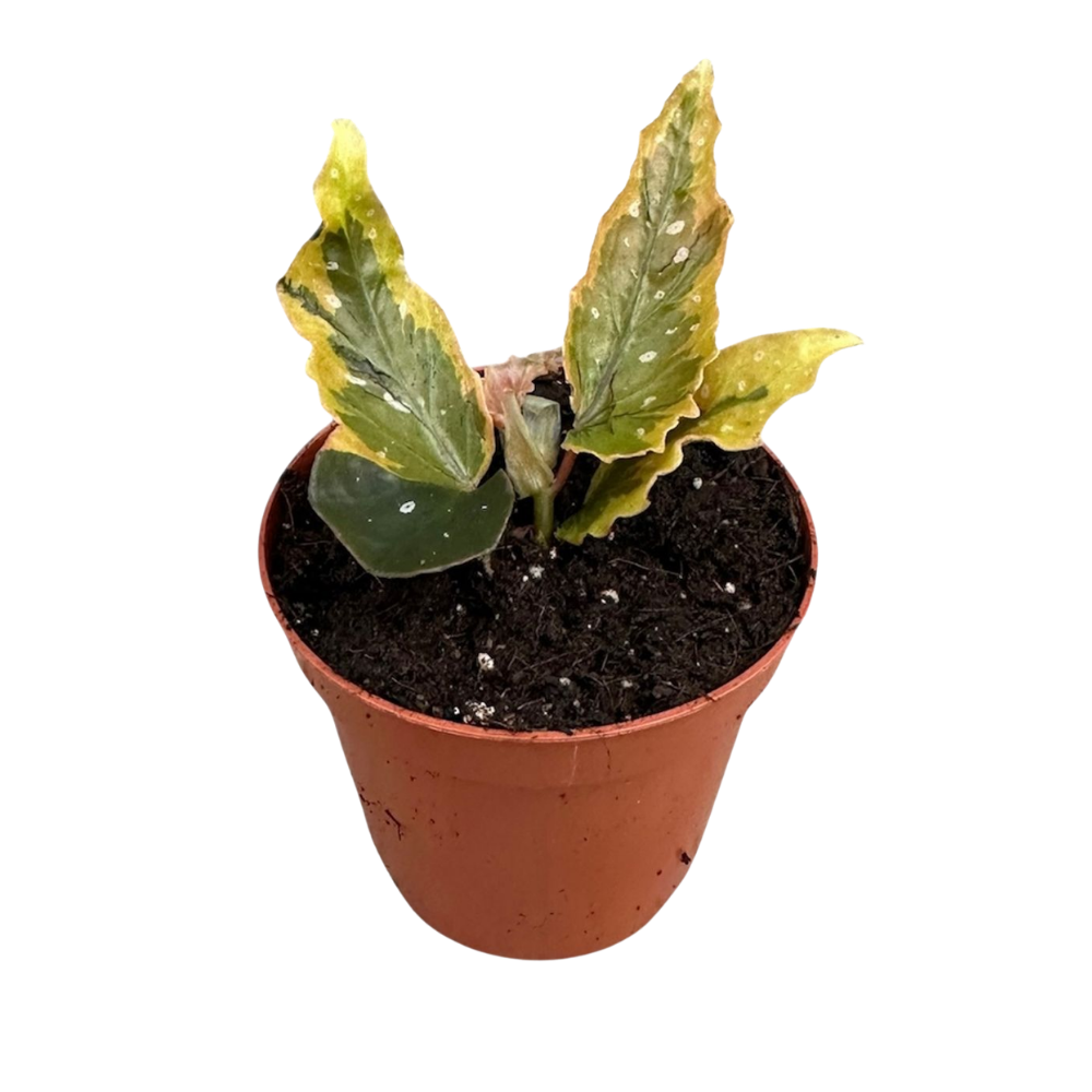 Begonia 'Dainty Spray Sport Variegated'