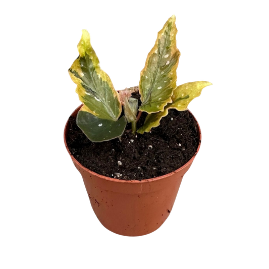 Begonia 'Dainty Spray Sport Variegated'