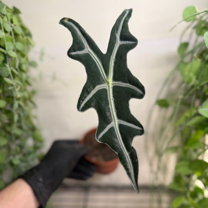 Alocasia sanderiana 'Nobilis' 10.5cm - #5