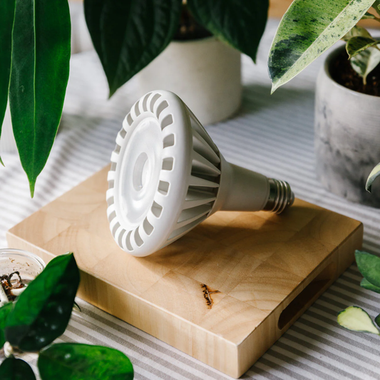 Pianta 30 Grow Light LED Bulb