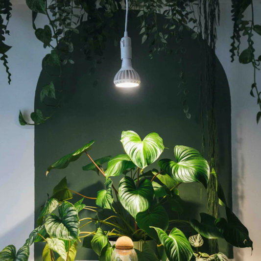 Enna Plug-in Ceiling Pendant