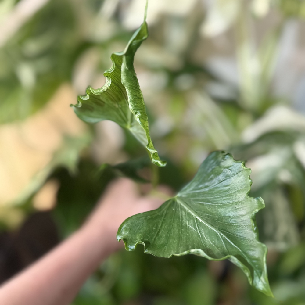 Alocasia cucullata ‘Crinkles’