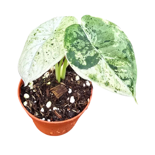 Alocasia 'Dragon Scale Mint Variegated'
