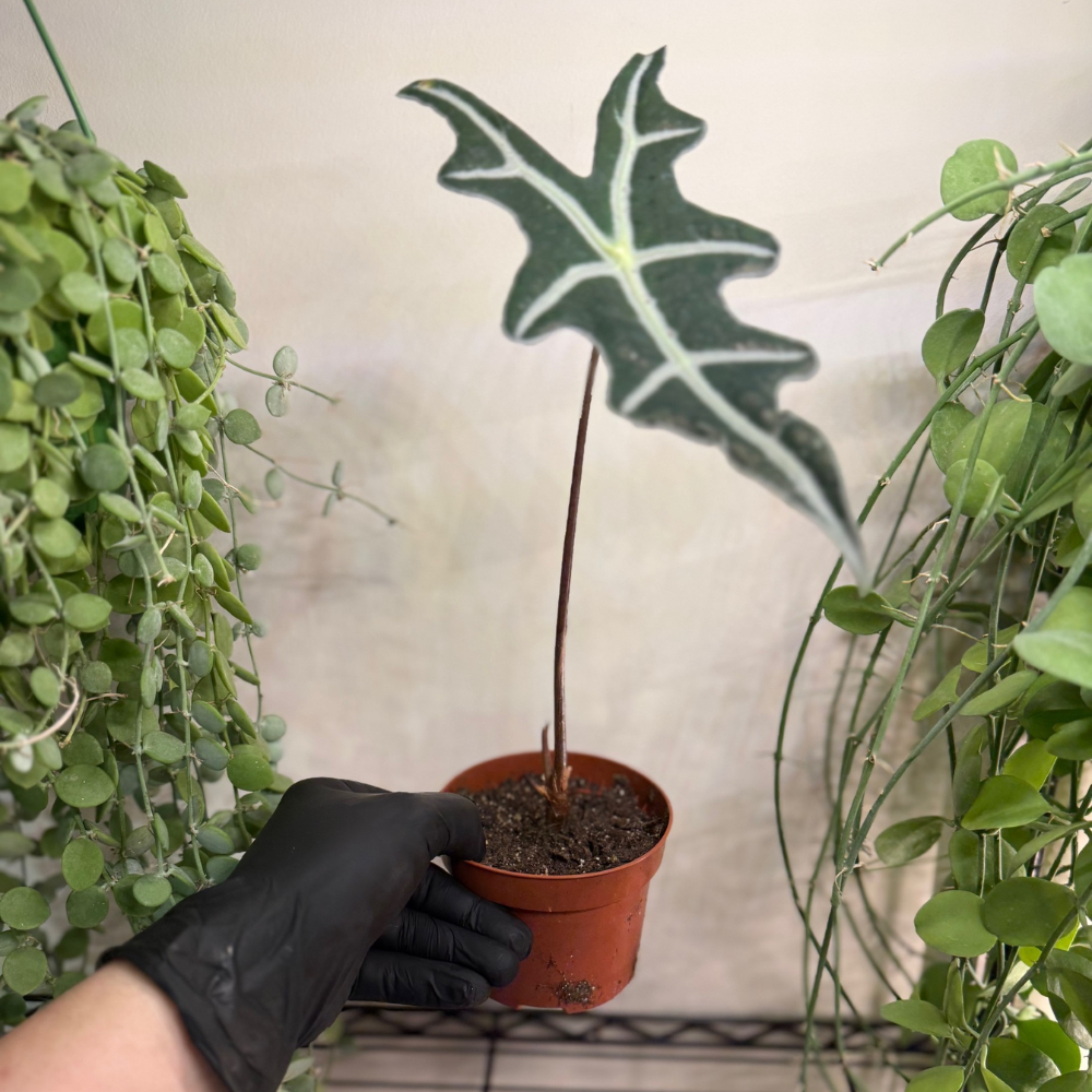 Alocasia sanderiana 'Nobilis' 10.5cm - #5