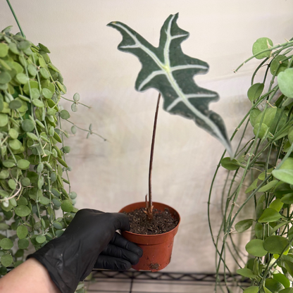 Alocasia sanderiana 'Nobilis' 10.5cm - #5